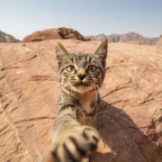 Curious cat reaching towards the camera on a rocky landscape.